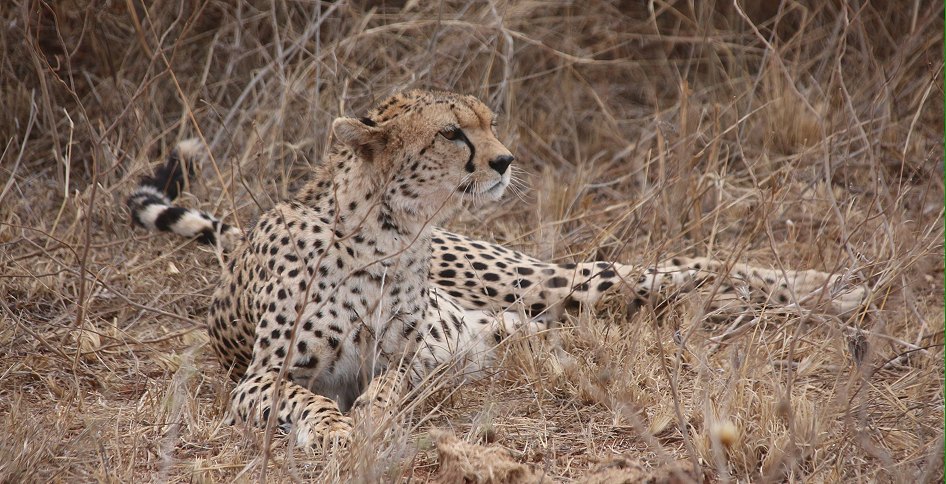 Gepard im Lumo Reservat, Weibchen