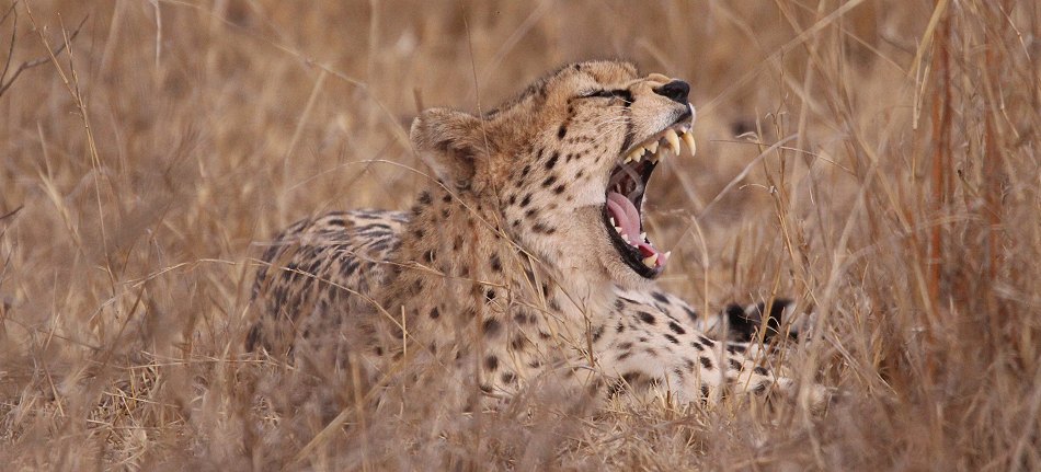 Gepard im Lumo Reservat