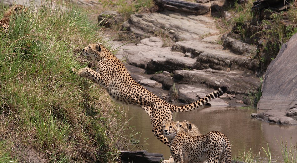 Geparden, Cheetah Neema und ihre Jungen