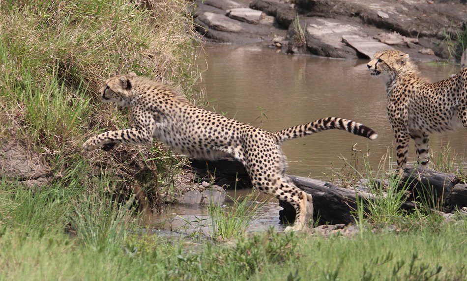 Geparden, Cheetah Neema und ihre Jungen