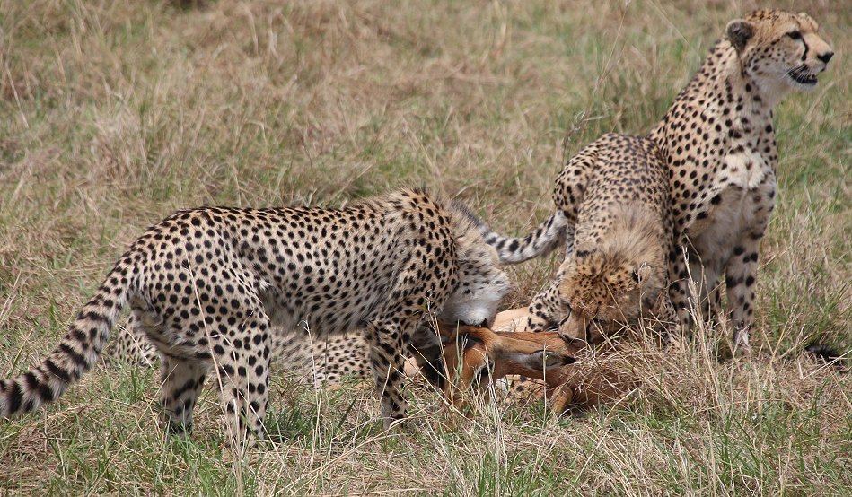 Geparden, Cheetah Neema und ihre Jungen