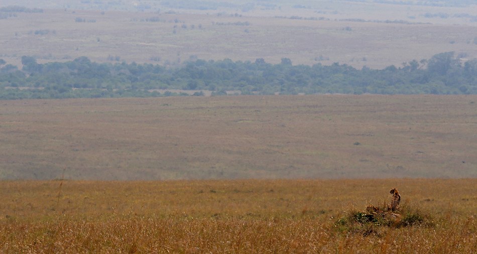 Geparden, Cheetah Ngao und Namelok