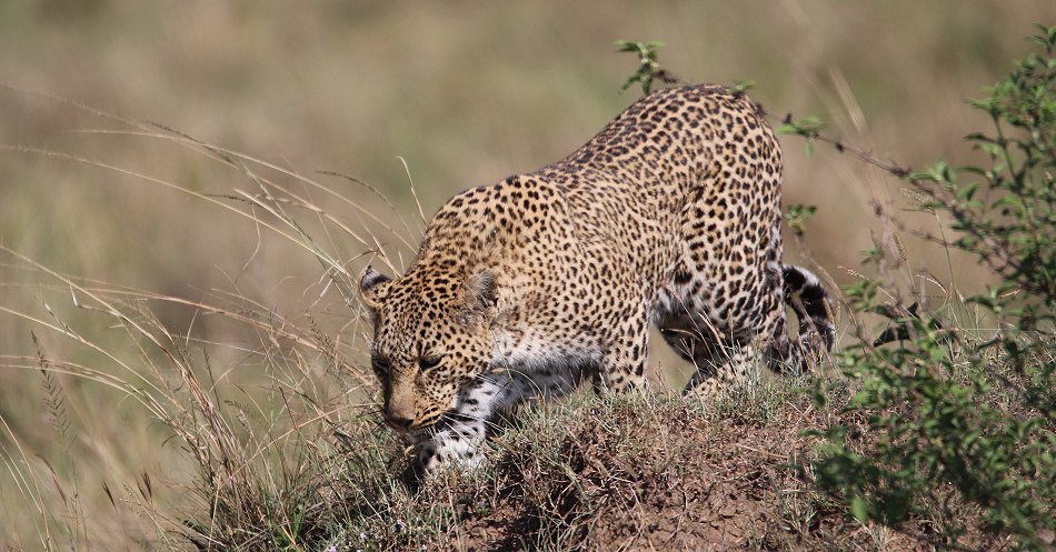 Leopard, Bahati