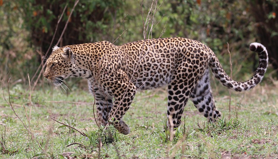 Leopardin (Lorian) in der Masai Mara
