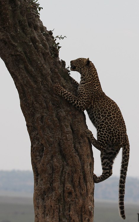 Leoparden im Baum, Lorian und Roho