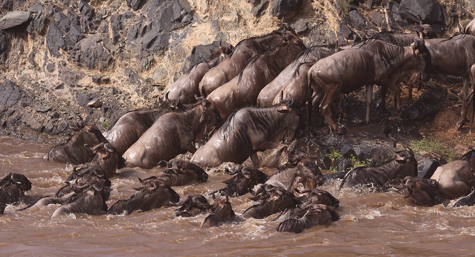 Gnus und Zebras überqueren den Mara River