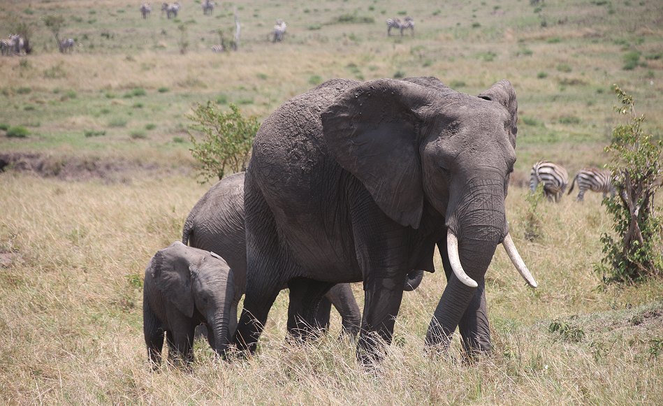 Elefanten in der Masai Mara