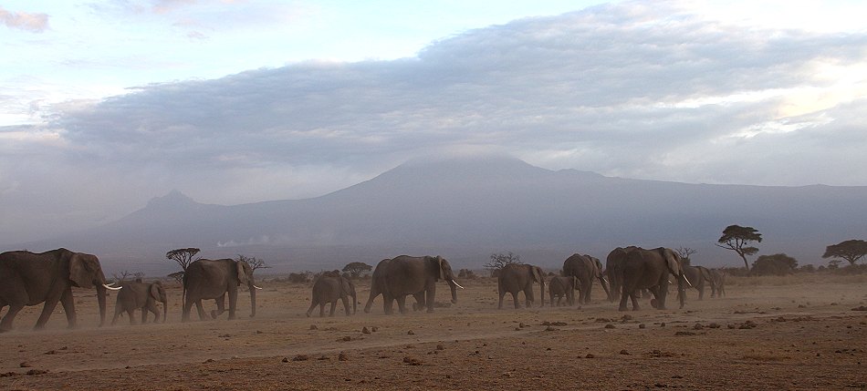 Elefanten im Amboseli Park