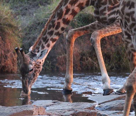 Giraffen im Smelling Crossing, Masai Mara