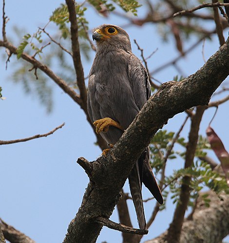 Graufalke