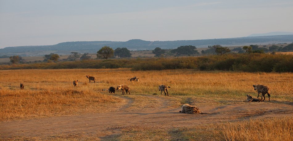 Tüpfelhyänen in der Masai Mara