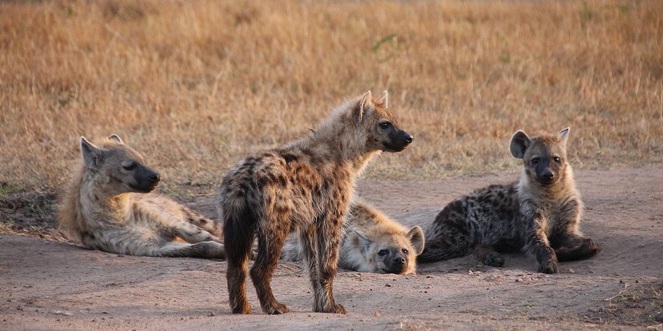 Tüpfelhyänen in der Masai Mara