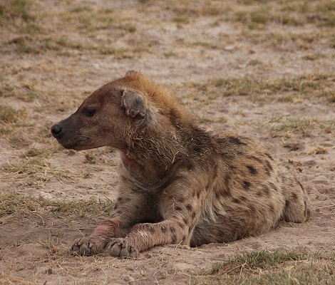 Tüpfelhüänen im Amboseli National Park