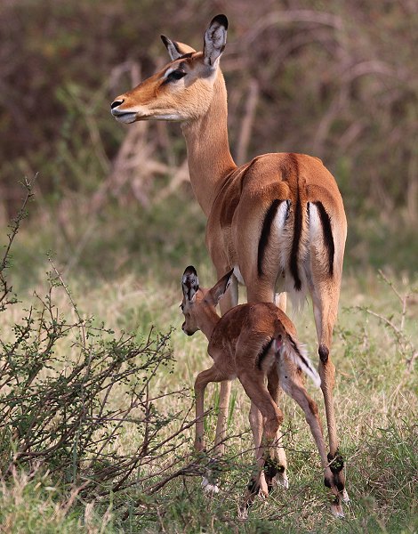 Impala kurz nach der Geburt