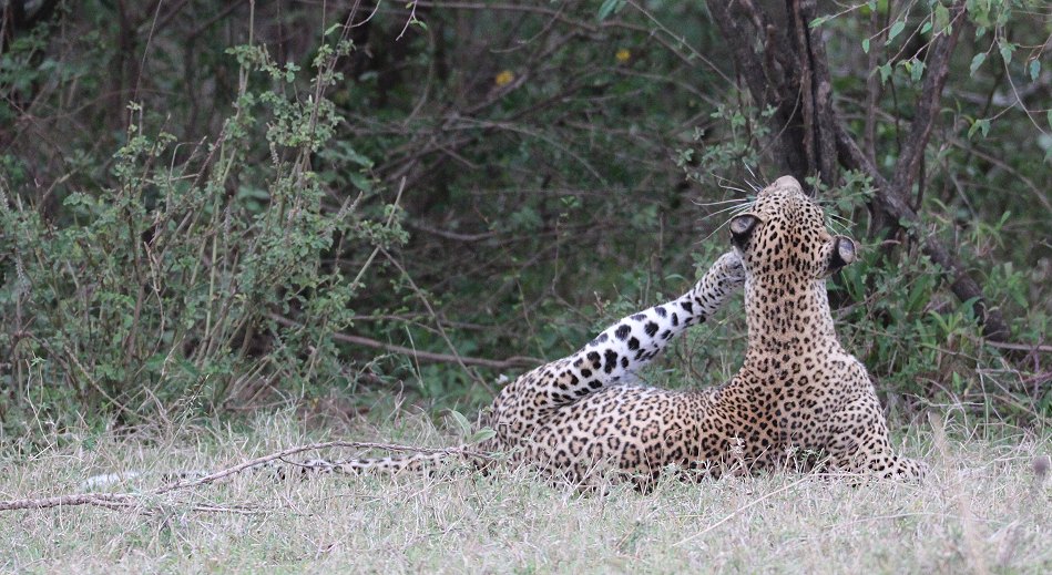 Leopardin Kaboso in der Masai Mara