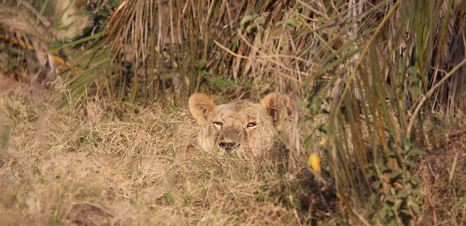 Löwen im Amboseli Park