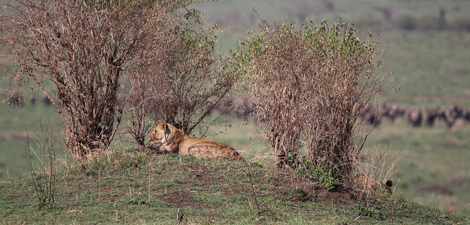 Löwen in der Masai Mara