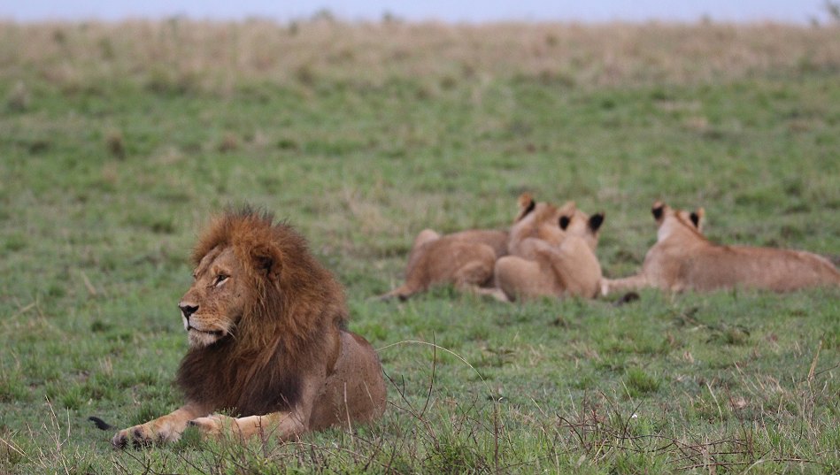 junge Löwen Männchen des Moniko Rudels in der Masai Mara