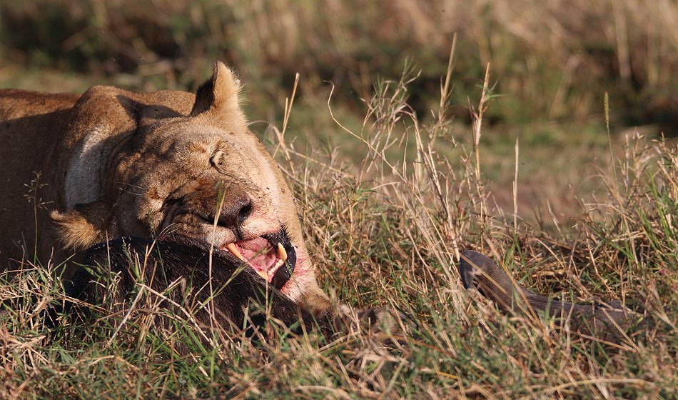 Löwen, Moniko Rudel - Masai Mara