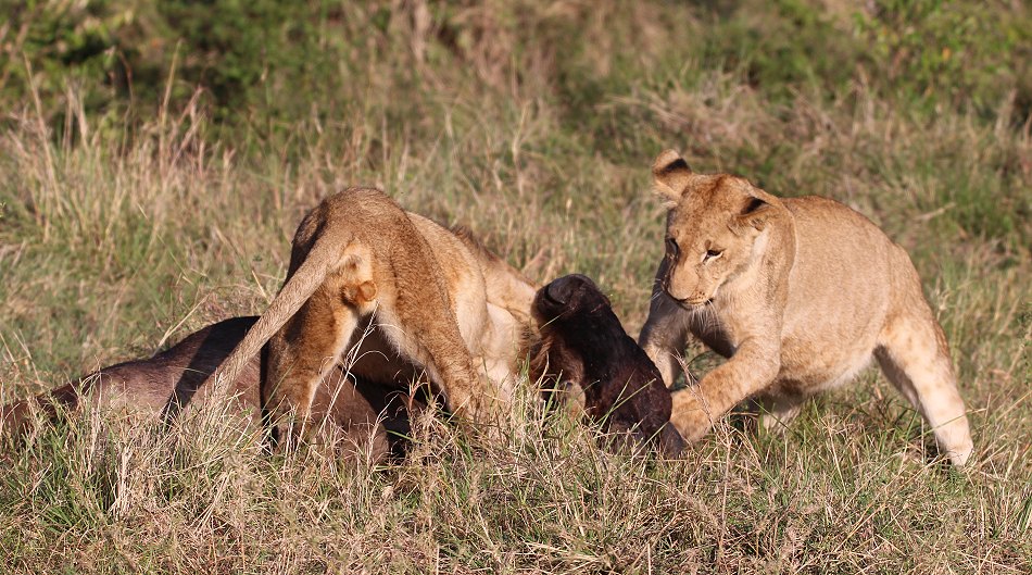 Löwen, Moniko Rudel - Masai Mara