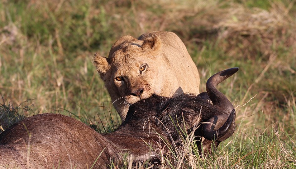 Löwen, Moniko Rudel - Masai Mara