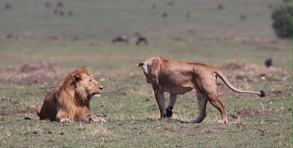 Löwen Paarung in der Masai Mara