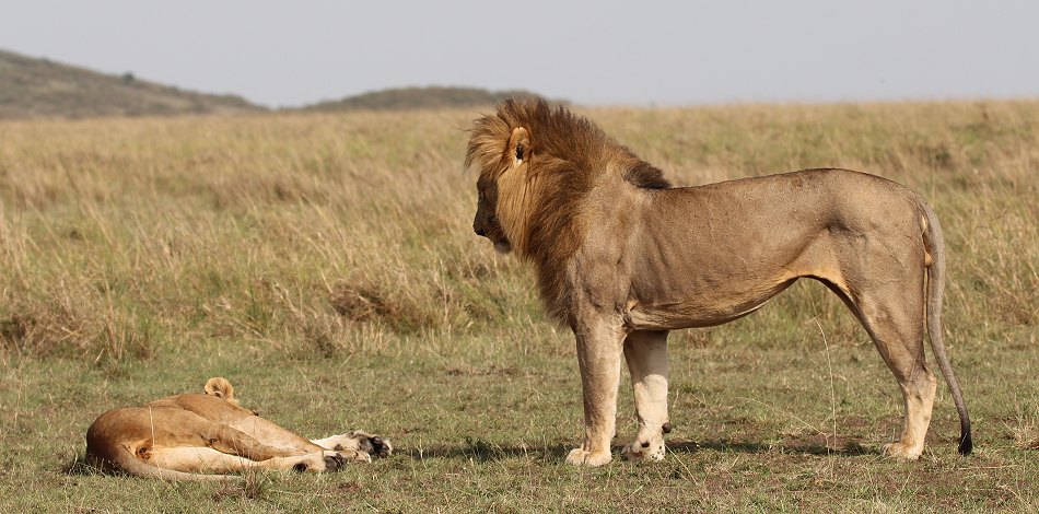 Löwen Paarung in der Masai Mara