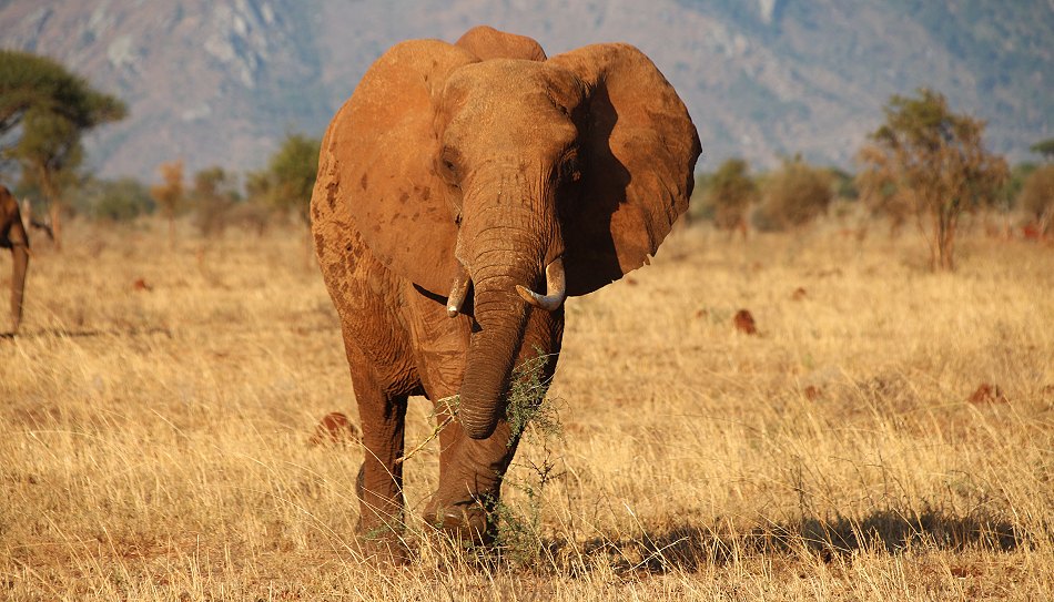 Rote Elefanten im Lumo Conservancy