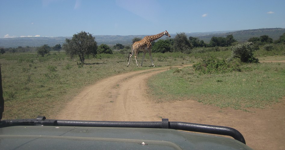 im Lake Nakuru National Park