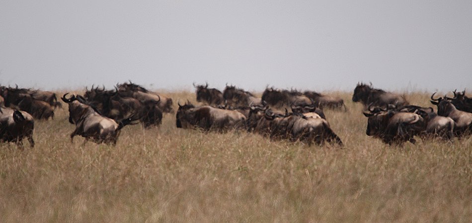Nne Bora - Geparden auf auf der Jagd