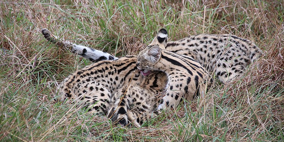 Serval Familie - säugende Serval Mutter