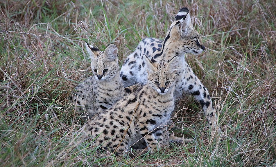 Serval Familie - säugende Serval Mutter