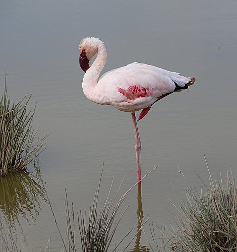 Zwergflamingos im Amboseli National Park