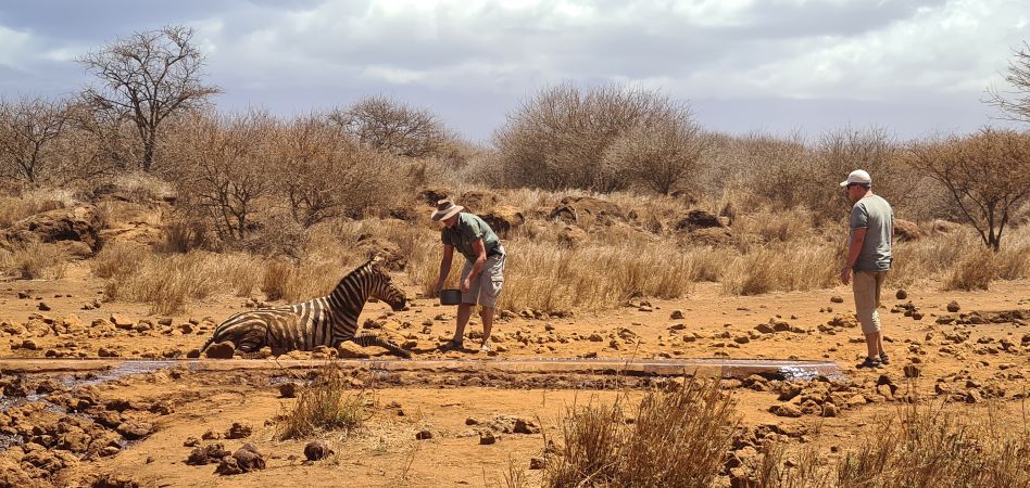 Vergebliche Zebra Rettung