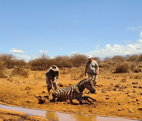 Vergebliche Zebra Rettung
