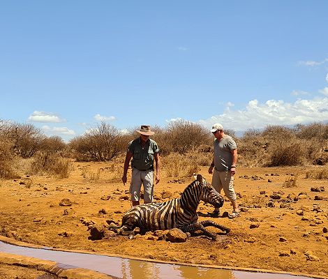 Vergebliche Zebra Rettung