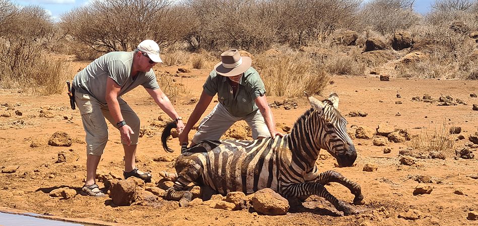 Peter Labuch, Jörg Reinecke. Vergebliche Zebra Rettung