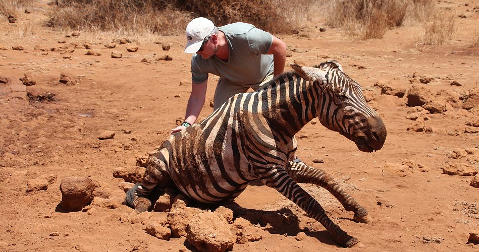 Peter Labuch. Vergebliche Zebra Rettung