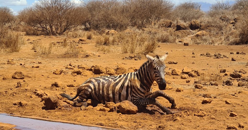 Vergebliche Zebra Rettung