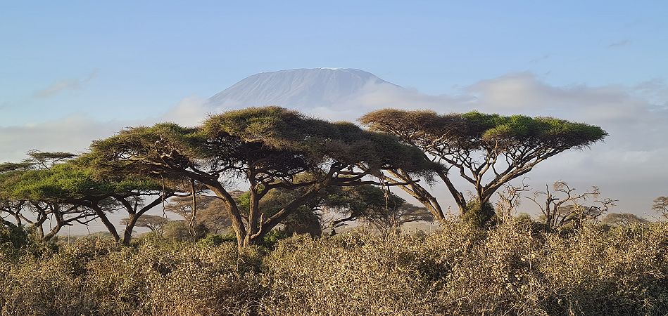 Kilimanjaro vom Amboseli Park aus