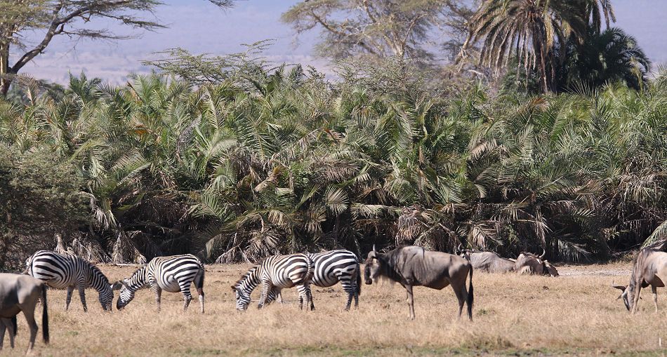 Amboseli National Park
