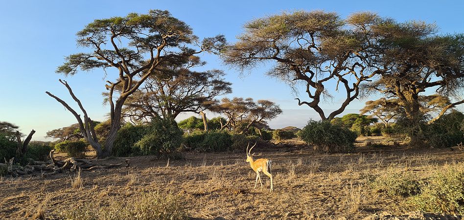 Amboseli National Park