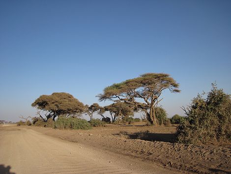 Amboseli National Park