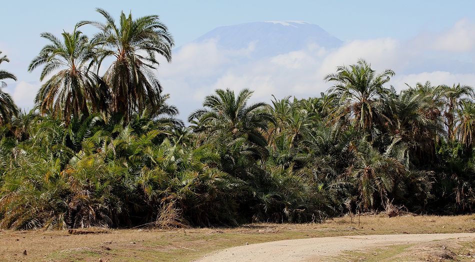 Palmen  vor dem Kilimanjaro