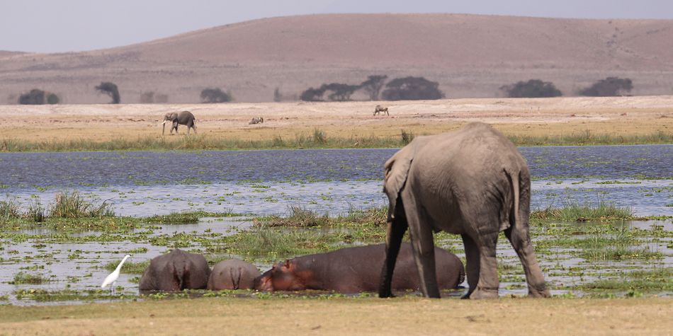 am Amboseli Park