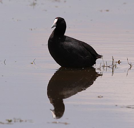 Blesshuhn im Amboseli Park