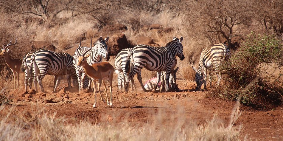 Amboseli Bush Camp - Kimana