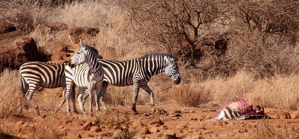 Amboseli Bush Camp - Kimana