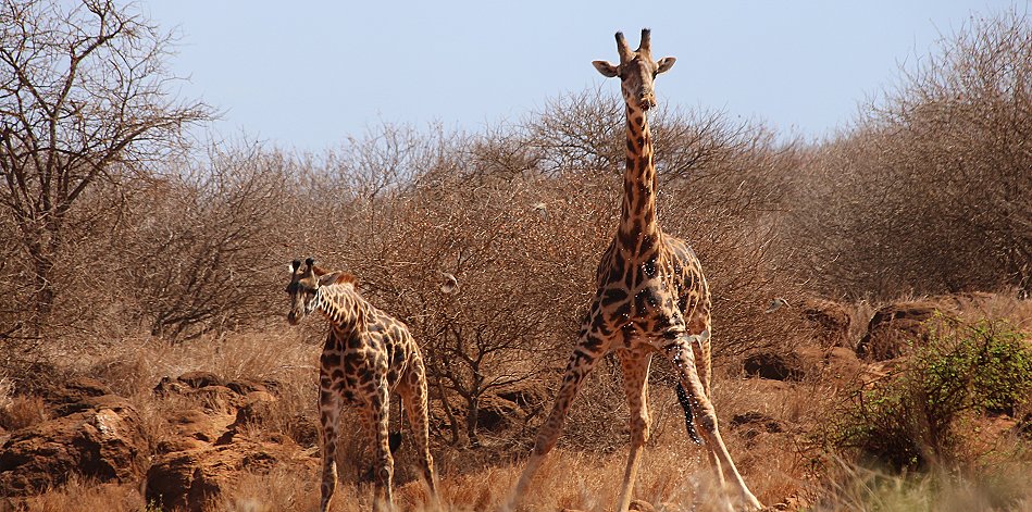 Giraffen am Amboseli Bush Camp - Kimana