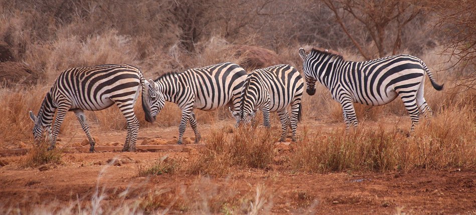 Zebras am Amboseli Bush Camp - Kimana